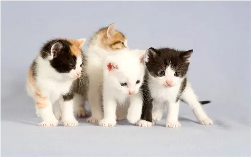 小猫